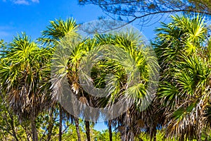 Tropical green exotic Caribbean Maya Chit palm palms rainforest Mexico