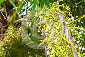 Tropical green exotic Caribbean Maya Chit palm palms rainforest Mexico