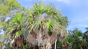 Tropical green exotic Caribbean Maya Chit palm palms rainforest Mexico