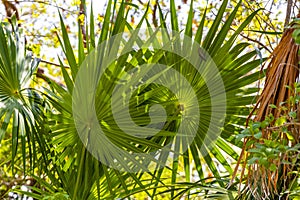 Tropical green exotic Caribbean Maya Chit palm palms rainforest Mexico photo