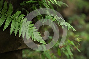 Tropical green fern leaves in wilderness, closeup