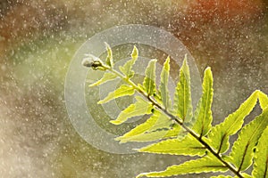 Tropical green fern with water spray