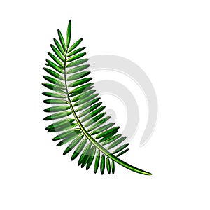 Tropical green fern on a white background