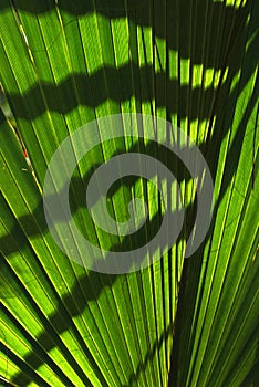 Tropical green ferns