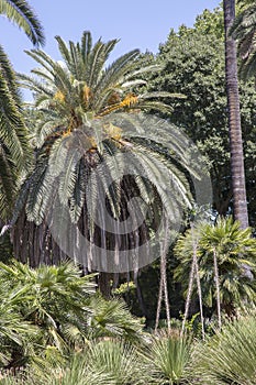 Tropical green forest