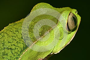 Tropical Green Frog, Napo River Basin, Amazonia, Ecuador photo