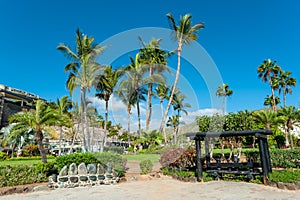 Tropical green garden in Anfi del Mar, canary Island