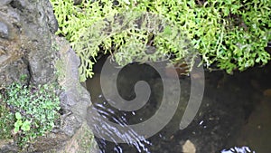 Tropical green garden relaxation in resort with creek