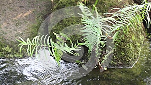 Tropical green garden relaxation in resort with creek