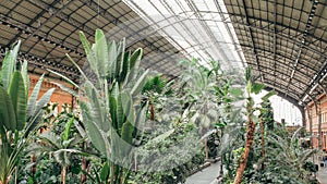 Tropical green house, location in Atocha train station, Madrid, Spain.