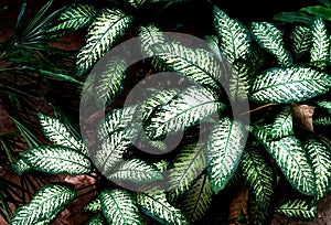 Tropical green leaf