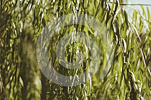 Tropical green leaf in the garden. Liu leaf