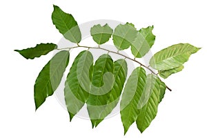 tropical green leaf isolated on white background with clipping path for design elements, abstract green leaves texture,