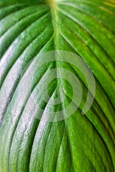 Tropical green leaf monocotyledon nature background