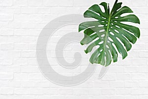 Tropical green leaf Monstera deliciosa, the split-leaf philodendron palm exotic plant isolated on white background, clipping path