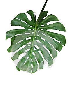 Tropical green leaf Monstera deliciosa, the split-leaf philodendron palm exotic plant isolated on white background, clipping path