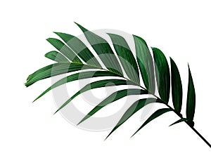 Tropical green leaf palm plant isolated on white background, path