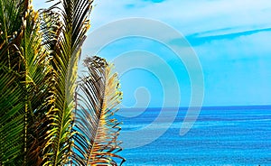 Tropical Green Leaf Palm Tree Looking Over The Atlantic Ocean ocean