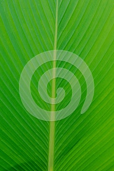 Tropical green leaf pattern background