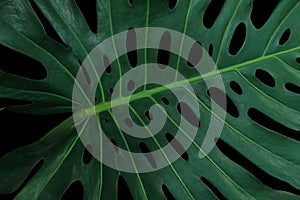 Tropical green leaf pattern on black background, Monstera philodendron plant close up for wall art decoration.