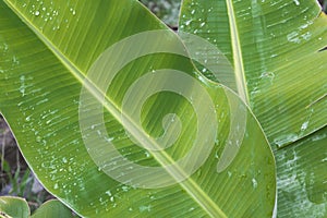 Tropical green leaf plant with water drops