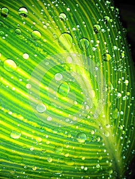 Tropical green leaf with rain droplets close up