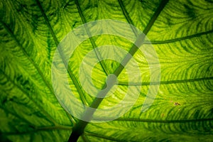 Tropical Green Leaf Surface background, close up details texture with vignetting