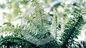 .Tropical green leaf texture. Fern leaves. Pastel color. Ferns for background