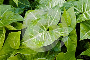 Tropical green leaf textured background