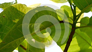 Tropical green leaf tree plant with sunlight glimmering through.