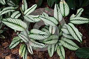 Tropical green leafs with white stripes