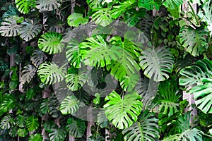 Tropical green leaves background, fern, palm and Monstera Deliciosa leaf, floral jungle pattern concept background, concrete wall