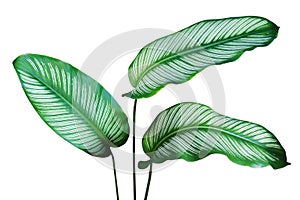 Tropical Green Leaves of Calathea, Calathea majestica Plant Isolated on White Background