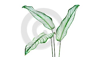 Tropical Green Leaves of Calathea, Calathea majestica Plant Isolated on White background with Clipping Path