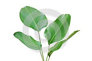 Tropical Green Leaves of Calathea lutea & x28;Aubl.& x29; G. Mey., Cigar Calathea Plant Isolated on White Background