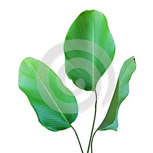 Tropical Green Leaves of Calathea lutea & x28;Aubl.& x29; G. Mey., Cigar Calathea Plant Isolated on White Background