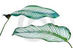 Tropical Green Leaves of Calathea majestica, Calathea Plant Isolated on White Background