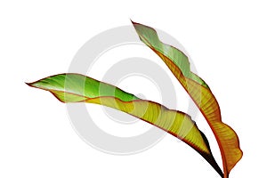 Tropical Green Leaves of Canna Plant Isolated on White Background
