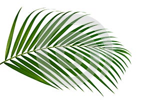 Tropical green leaves on dark background, nature summer forest plant concept