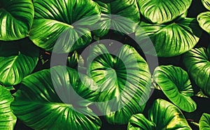 Tropical green leaves, faded dark green filter effect. For background