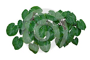 Tropical Green Leaves img