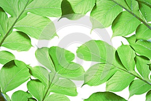 Tropical Green Leaves Isolated on White Background