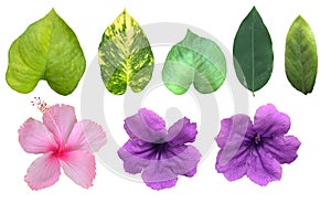 The tropical green leaves isolated in white background, blooming pink and purple flowers with clipping path and dicut.