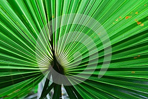 Tropical green leaves layout. Tropical palm background