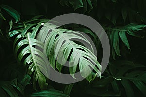 Tropical green leaves of monstera or split-leaf philodendron rainforest plant leaf