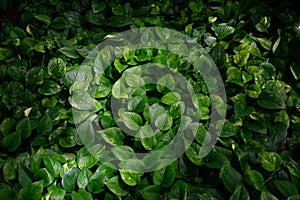 Tropical green leaves in natural light and shadow