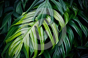 Tropical green leaves, nature summer forest plant