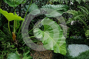 Tropical green leaves Philodendron Heartleaf plant isolated in garden background photo