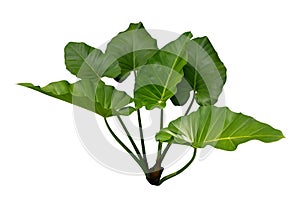 Tropical green leaves Philodendron Heartleaf plant isolated on white background, clipping path photo