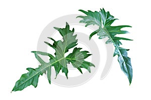 Tropical Green Leaves of Philodendron Plant Isolated on White Background with Clipping Path